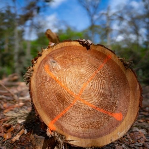 la Carapa procera en danger d'extinction à cause de la déforestation