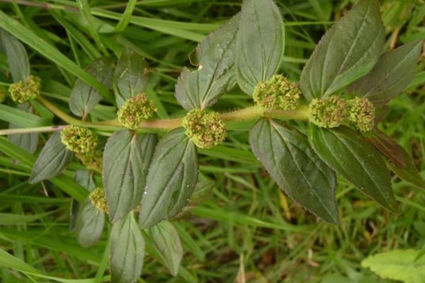 Euphorbia hirta pour l'asthme