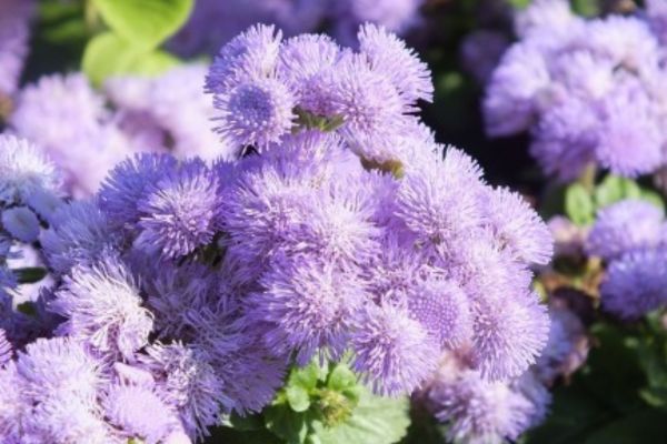 Herbe de bouc pour la conjonctivite