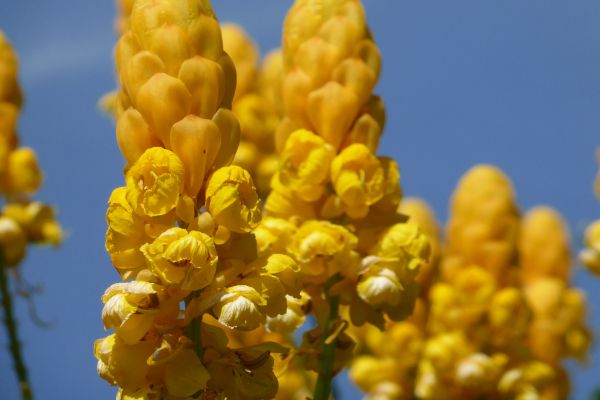 Cassia aliata