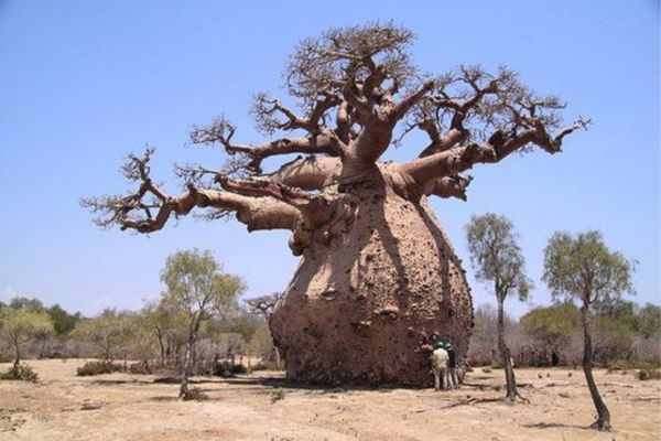 Adansonia baobab