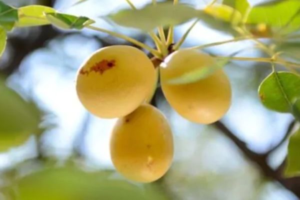 Sclerocarya birrea pour l'hypertension