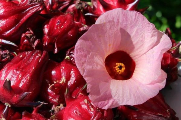 hibiscus pour l'hypertension