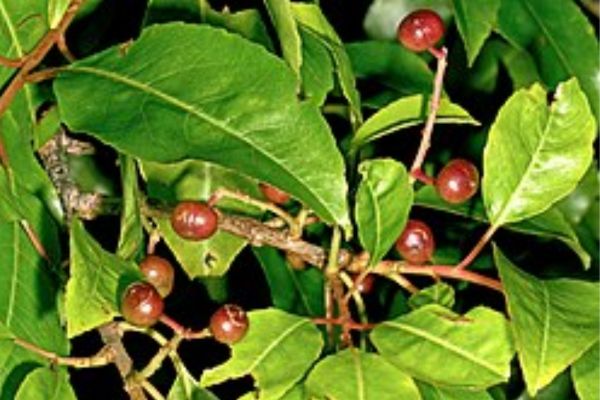 Le prunus africana pour la prostate