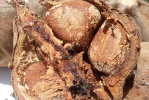 Extraction huile carapa procera