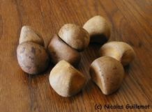 noix de Carapa procera